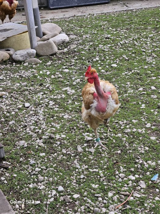 Vinzari găini de rasă