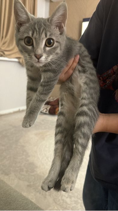 Котенок 4 месяца