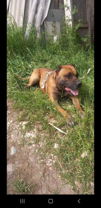 Собака Пидбул aqilli it