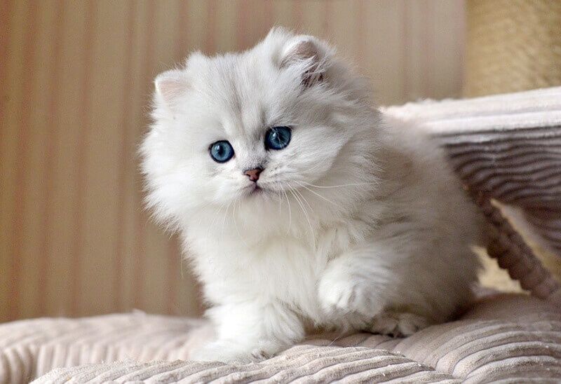 Шикарные шотландские котята