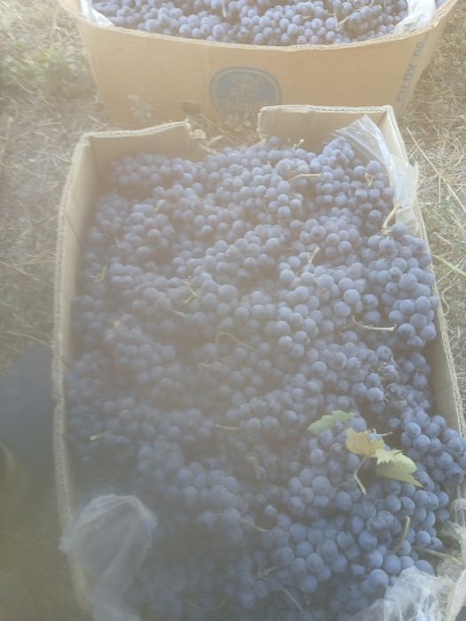 Vând struguri de vin