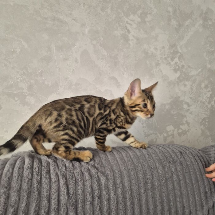Продам бенгальских котят.