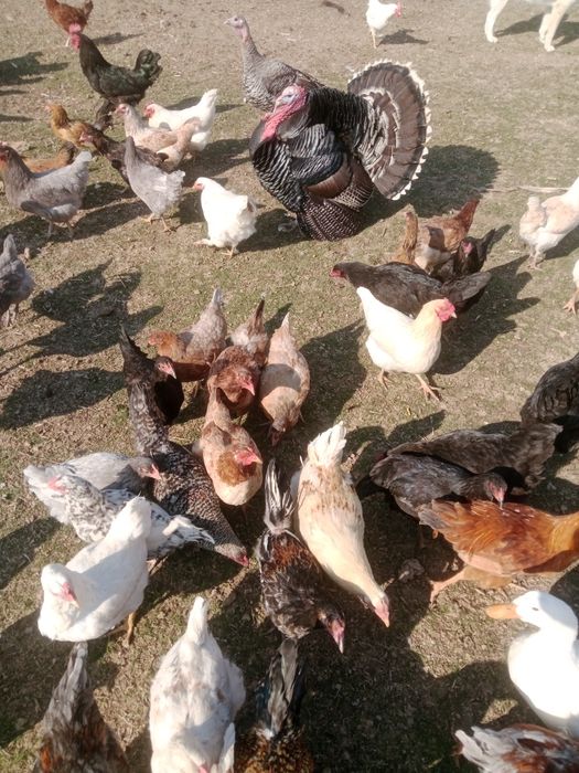 Тауықтар сатылады