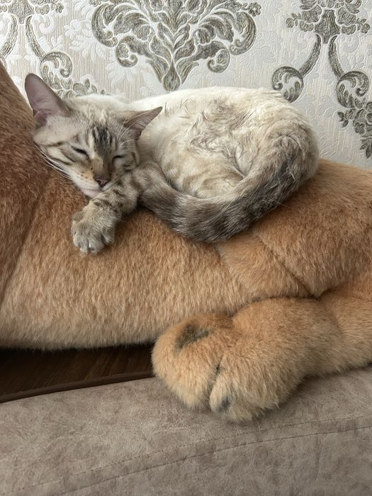 Продается бенгальская кошка