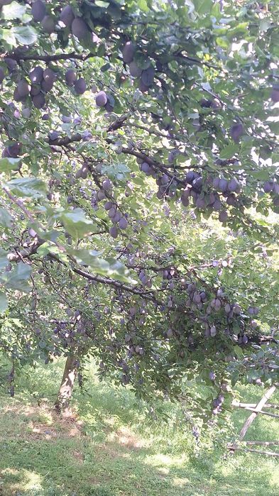 Prune stanley de vanzare