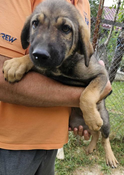 Подарявам кученцата