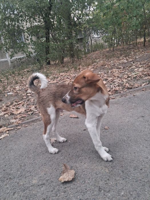 Мальчик, щенок 4, 5 мес