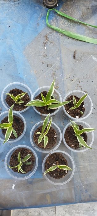 Домашние цветы оптом