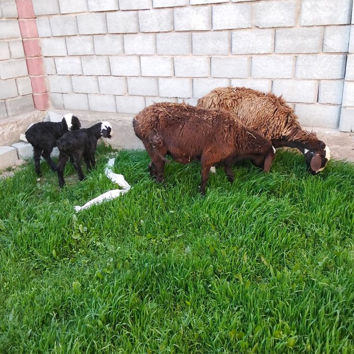 Қошқар, Қойлар бар қозысымен