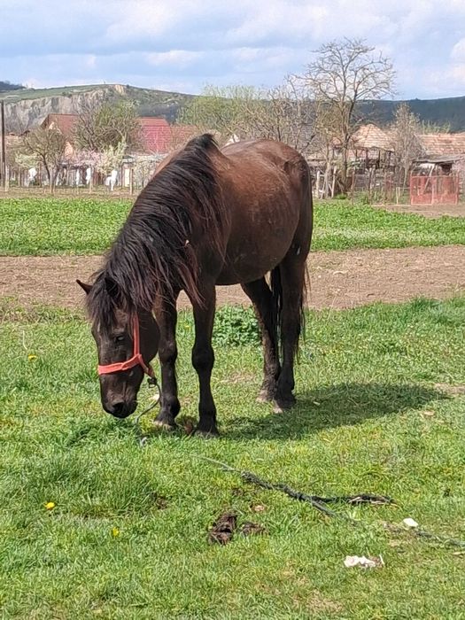 De plecare Urgent cal cuminte bun de căruță ideal pentru gospodărie