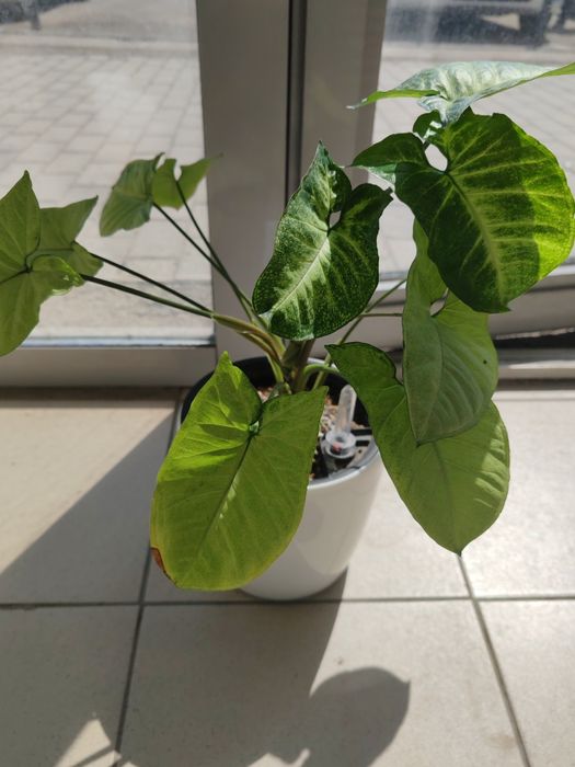 Комнатное растение