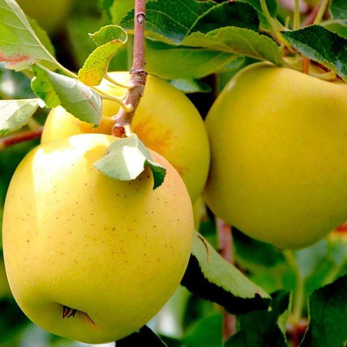 Продается готовый бизнес интенсивный сад