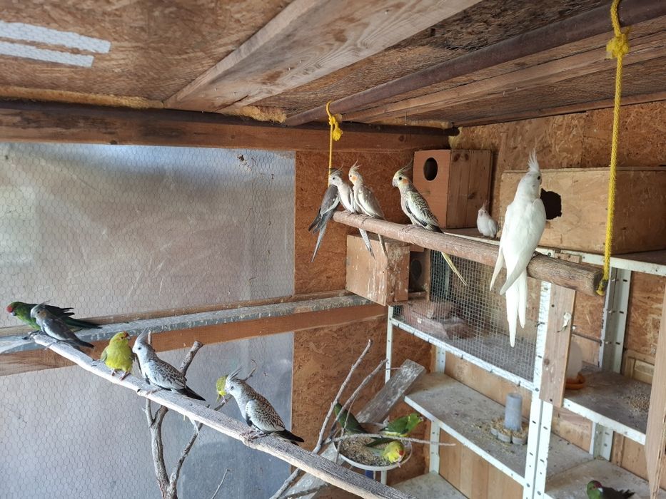 Папагали корела пловдив