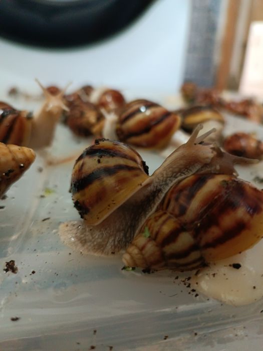 оптом сатаман оптом ислесемен деушилер болса звандан АНЫК АЛЫУШЫЛАР.