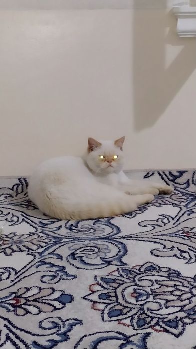 Продаю,Кошка игривый, окрас белый, парода  red point, мальчик