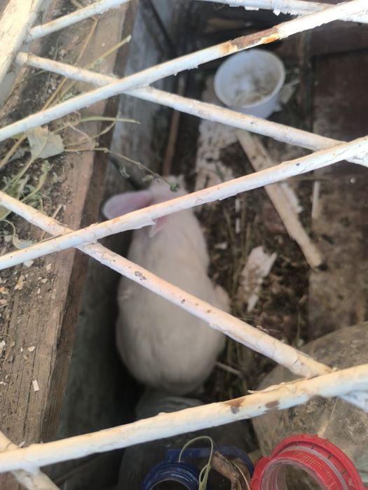 Quyonlar sotiladi ikkita hikol samka va sames bitta velikan samka