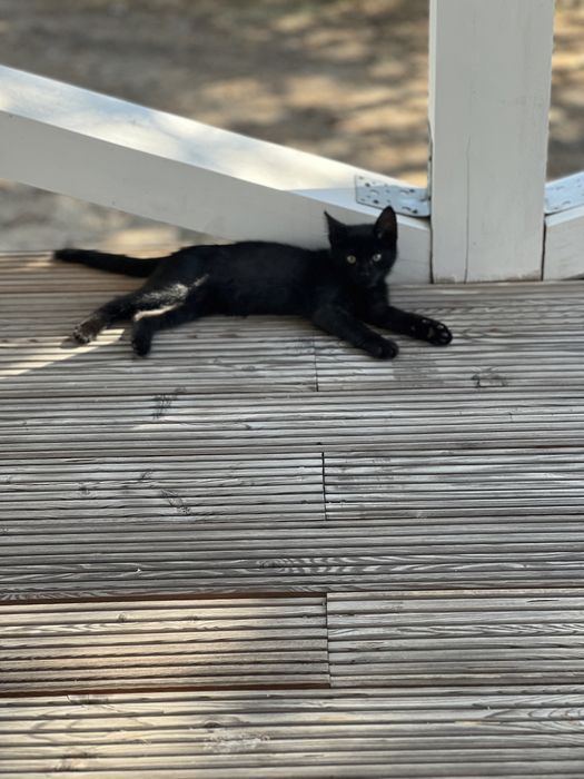 Отдам котенка  черного цвета