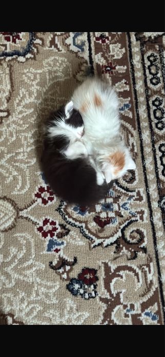 Отдам в доьрые руки котенка
