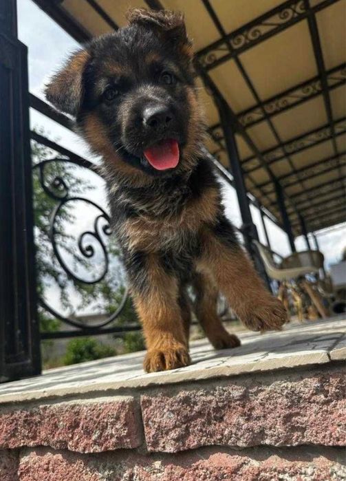 Немецкая овчарка щенки