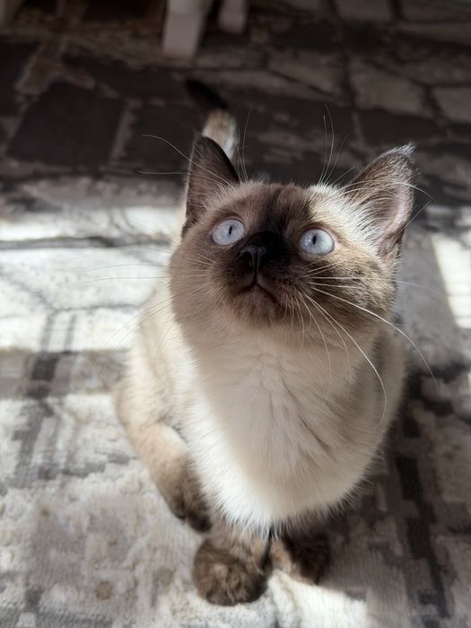 Кошка котенок кошечка
