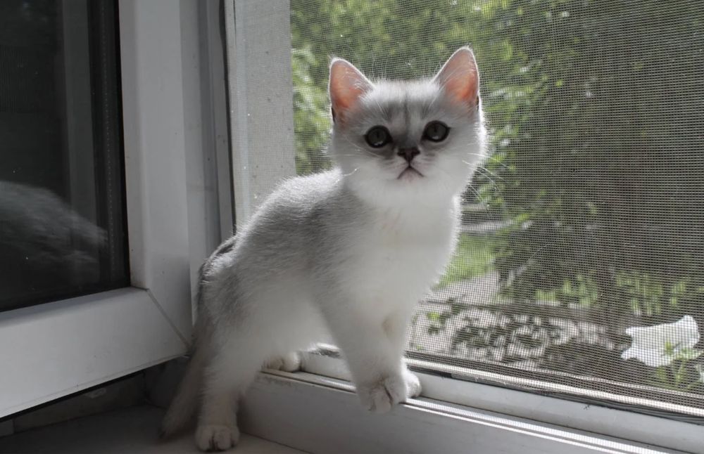 Предлагайте на продажу серебристые котята