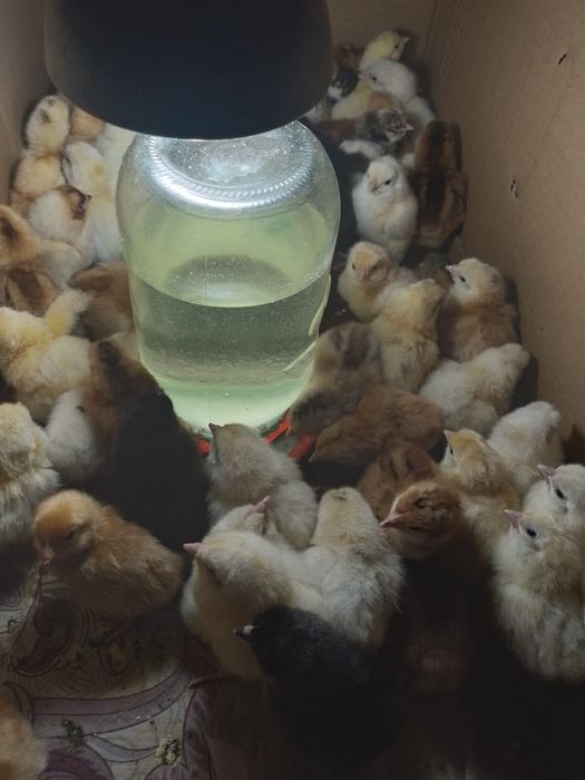 Цыплята домашние