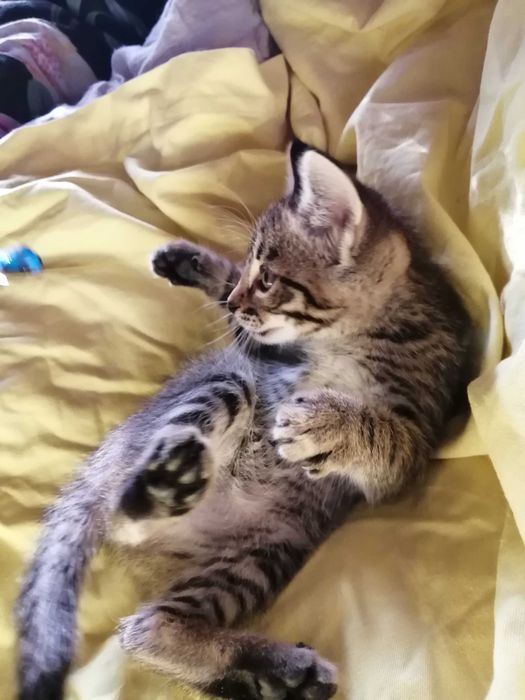 ОБЫЧНЫЙ Котенок, а может Профессионал?