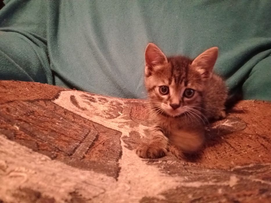 Отдам даром котенка.