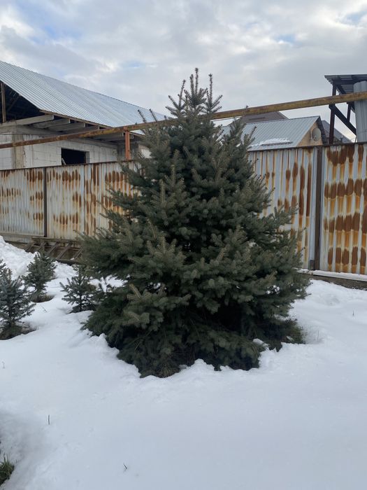 Ёлки Шыршалар