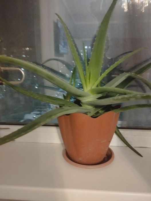 Продаю цветок алое