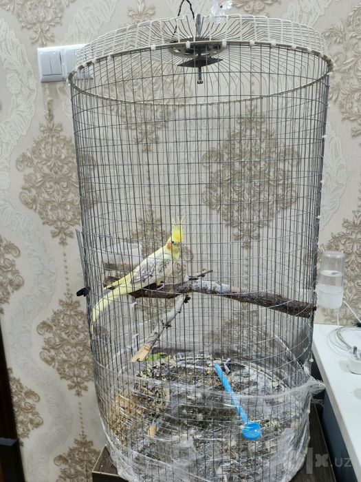 Попугай Корелла жемчужный окрас редкий с клеткой 5 месяцев девочка