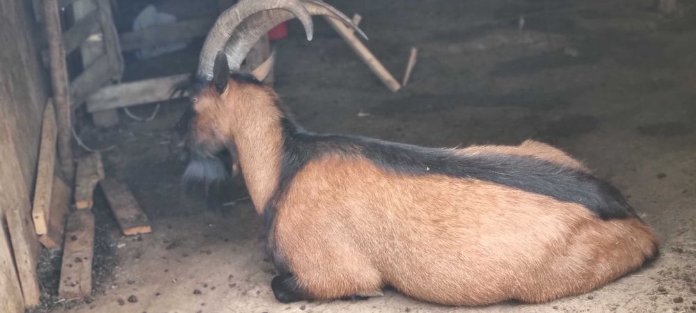 Zootehnie capre de vanzare