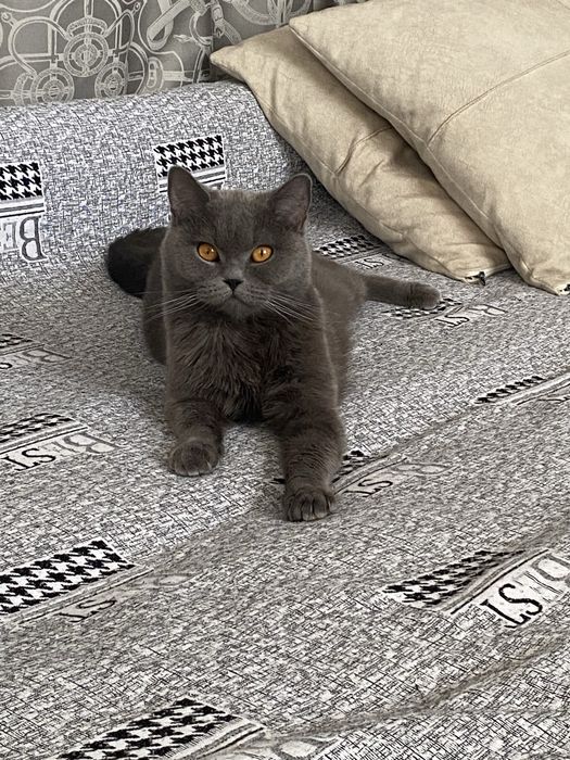 Отдам британку в добрые руки