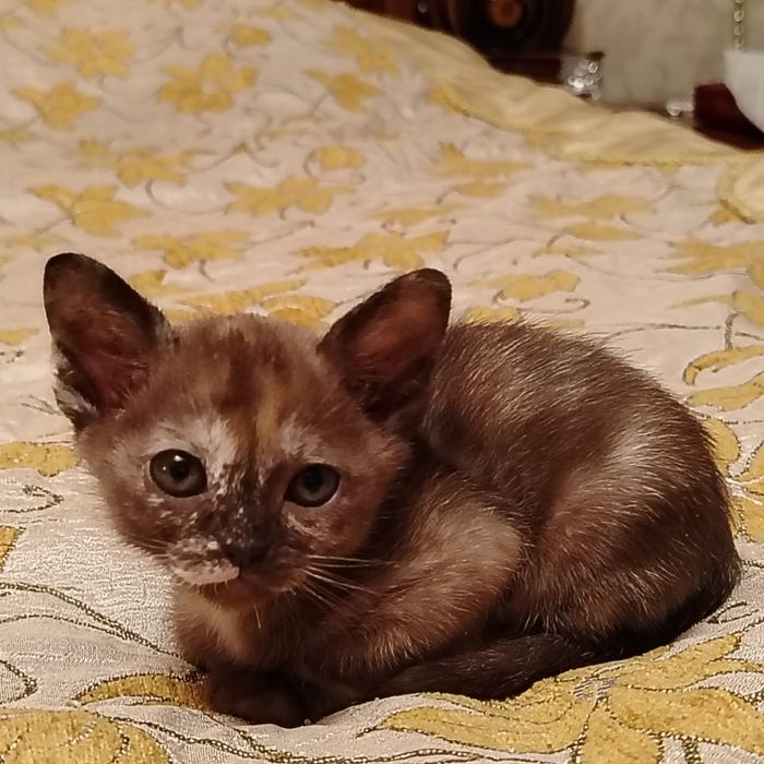 Европейская Бурма