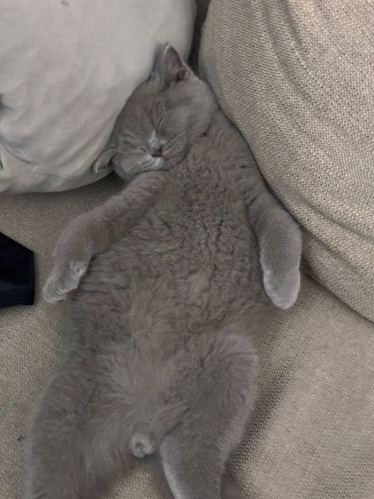 Котенок 4 месяца