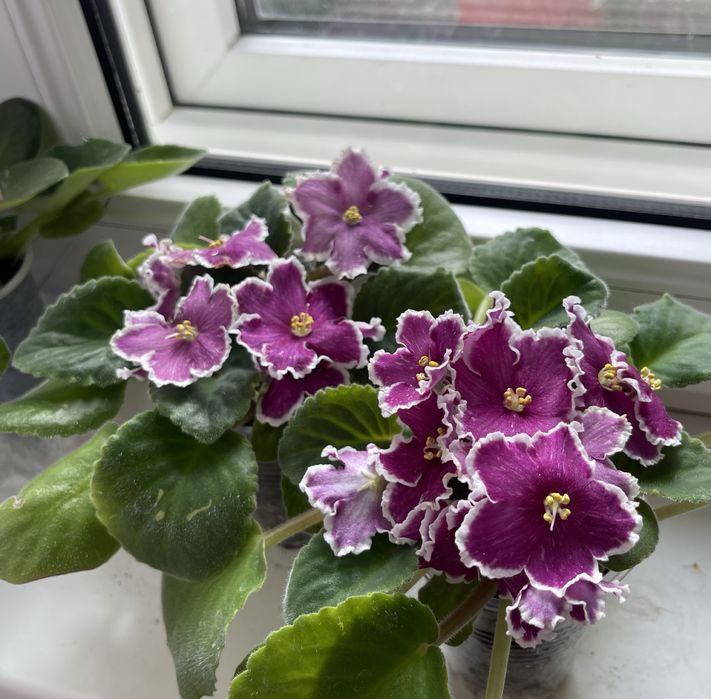 Продам цветущие сортовые фиалки!