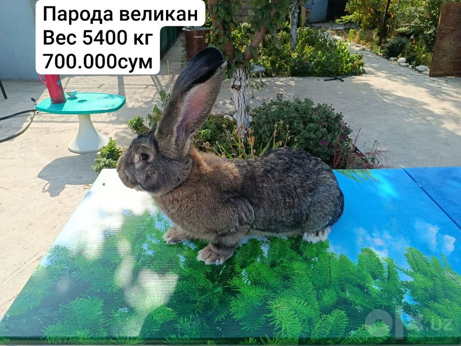 4 самца парода фландр и 1 великан