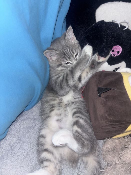Отдам котика бесплатно