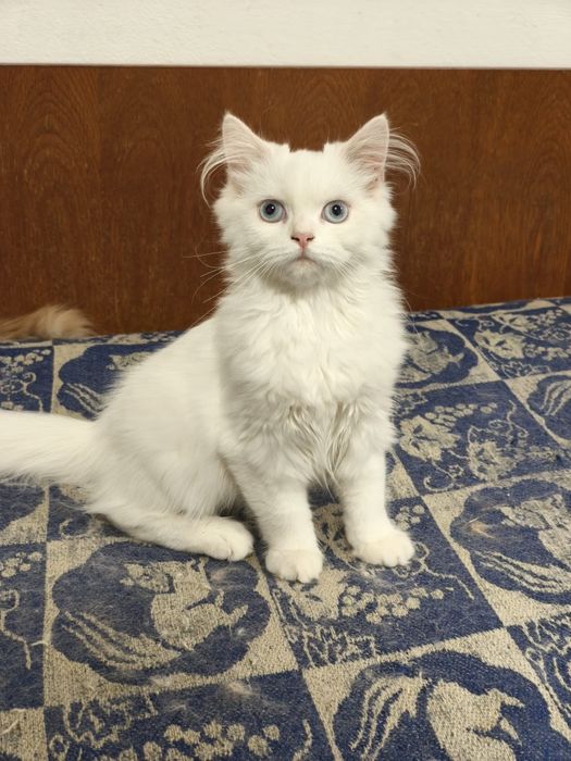 Персийски котета