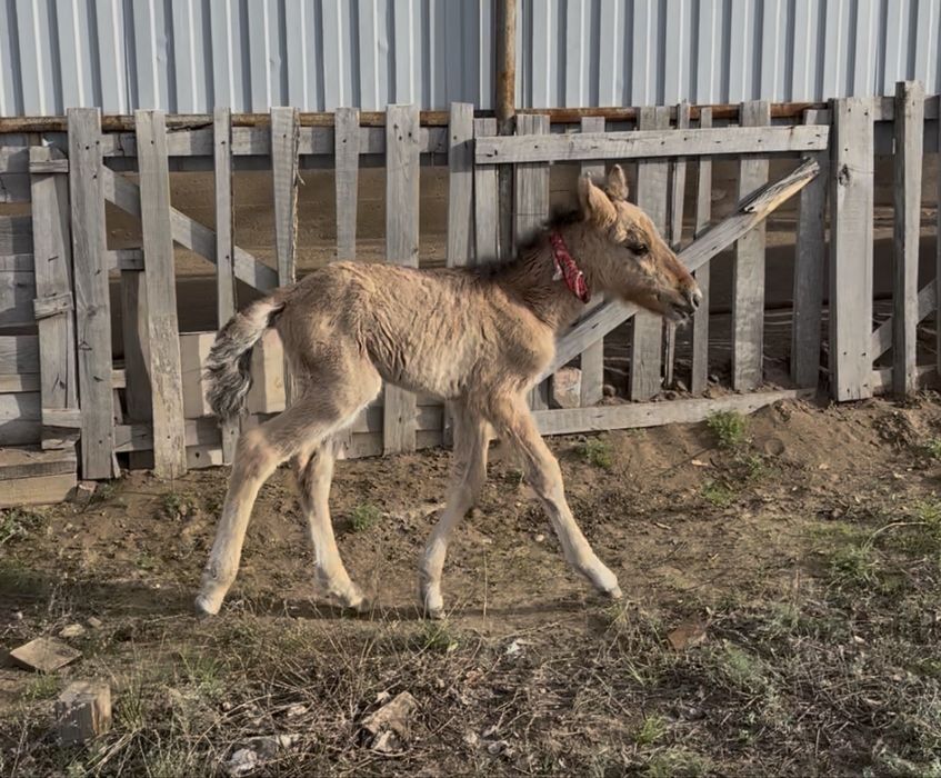 1 сурет ози 2 сурет баклан акеси 3 сурет атасы еркетай