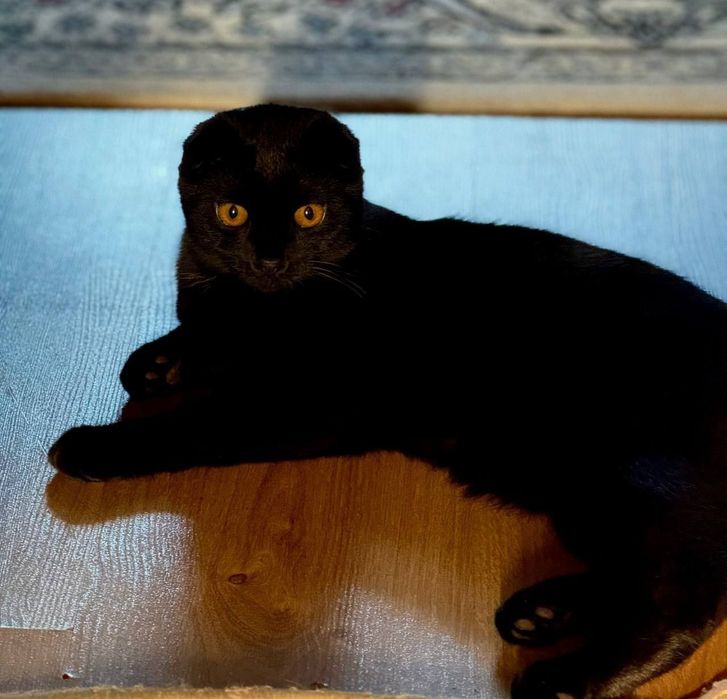 Для вязки чистакровни шотландский вислоуха