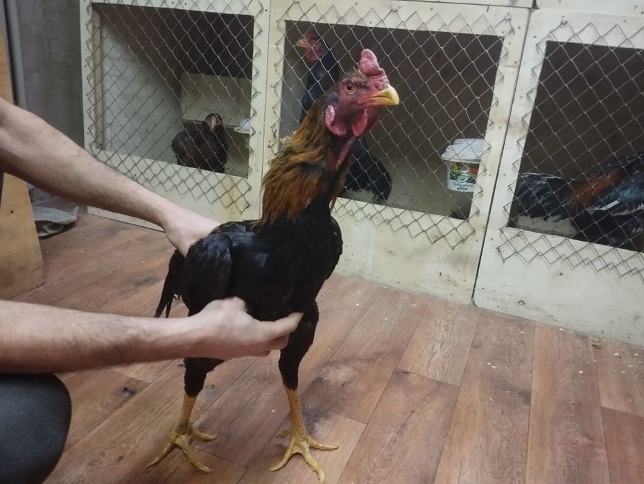 Дакан апрельский