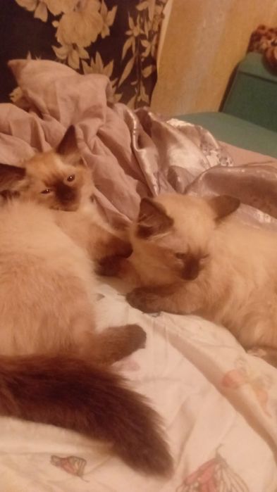 Котята сеамские 2вое девочек