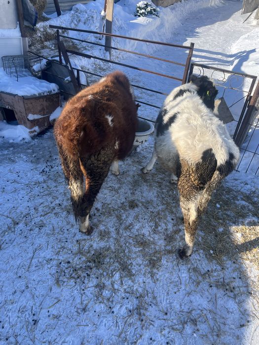 Бычки 8 мес и 10 месяч  по 400 тыс
