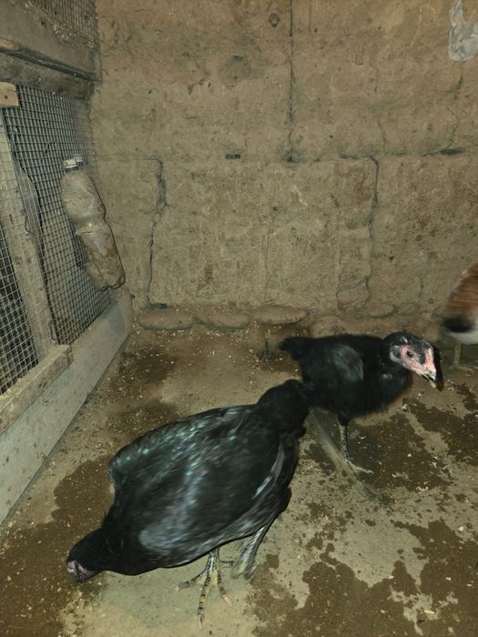 Продам птиц бойцовой породы!