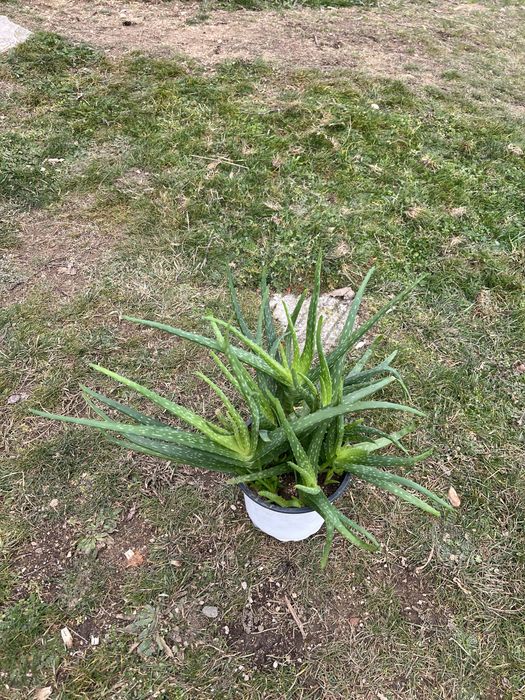 Алое вера в саксия