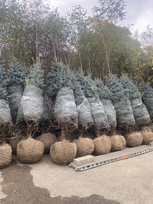 Brazi normandiana argintii