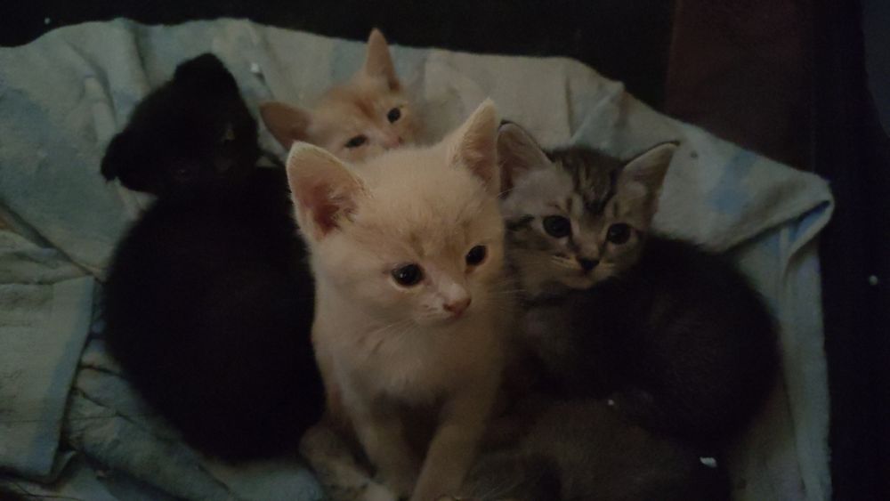 Отдам котят в добрые руки)