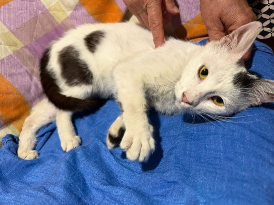 Pisici pentru adopție