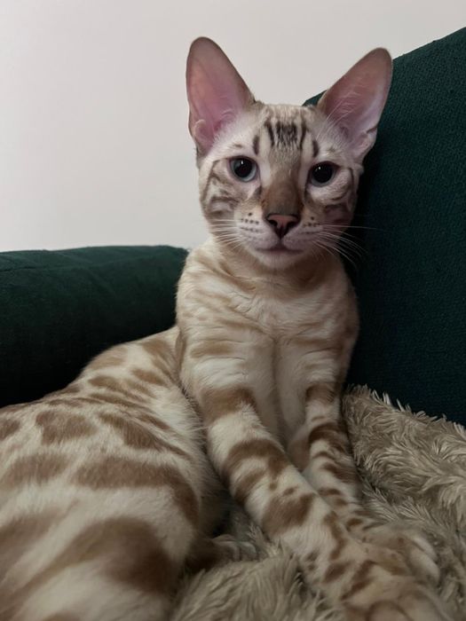 Бенгальский кот